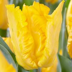 Tulipán papouškovitý 'Yoko Parrot' - Tulipa Parrot 'Yoko Parrot'