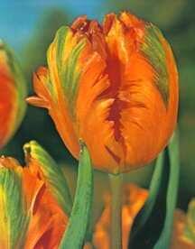 Tulipán papouškovitý 'Orange Favourite' - Tulipa Parrot 'Orange Favourite'