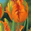 Tulipán papouškovitý 'Orange Favourite' - Tulipa Parrot 'Orange Favourite'