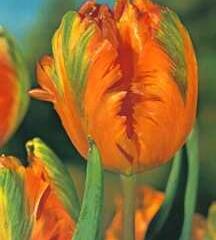 Tulipán papouškovitý 'Orange Favourite' - Tulipa Parrot 'Orange Favourite'