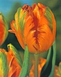 Tulipán papouškovitý 'Orange Favourite' - Tulipa Parrot 'Orange Favourite'