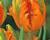 Tulipán papouškovitý 'Orange Favourite'