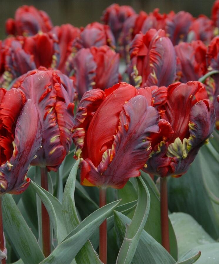 Tulipán papouškovitý 'Rococo' - Tulipa Parrot 'Rococo'