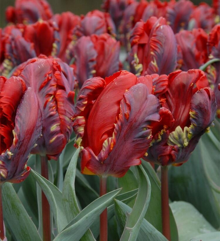 Tulipán papouškovitý 'Rococo' - Tulipa Parrot 'Rococo'