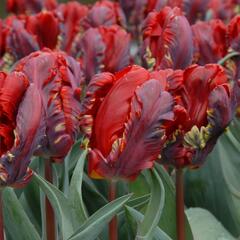 Tulipán papouškovitý 'Rococo' - Tulipa Parrot 'Rococo'