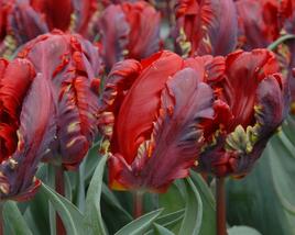 Tulipán papouškovitý 'Rococo'