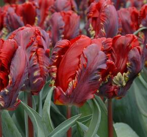 Tulipán papouškovitý 'Rococo' - Tulipa Parrot 'Rococo'