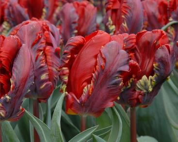 Tulipán papouškovitý 'Rococo'