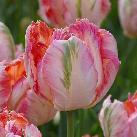 Tulipán papouškovitý 'Apricot Parrot' - Tulipa Parrot 'Apricot Parrot'