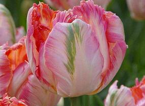 Tulipán papouškovitý 'Apricot Parrot' - Tulipa Parrot 'Apricot Parrot'
