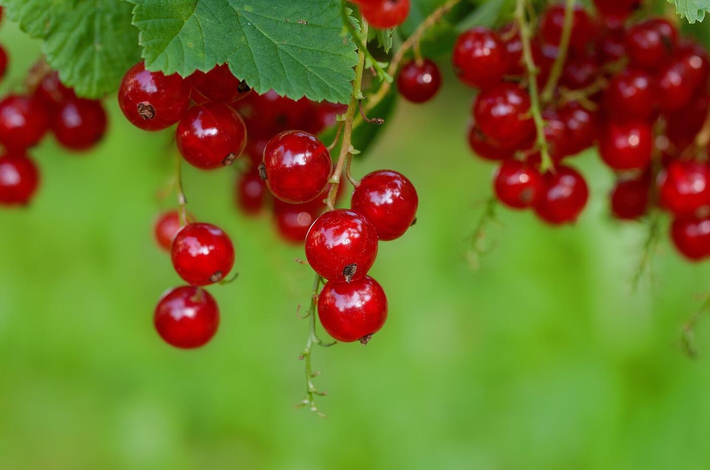 Rybíz