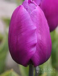 Tulipán raný 'Baby Blue' - Tulipa Single Early 'Baby Blue'