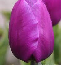 Tulipán jednoduchý raný 'Baby Blue' - Tulipa Single Early 'Baby Blue'
