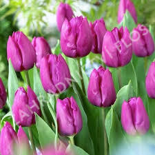 Tulipán raný 'Baby Blue' - Tulipa Single Early 'Baby Blue'