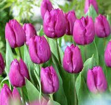 Tulipán jednoduchý raný 'Baby Blue'