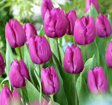Tulipán jednoduchý raný 'Baby Blue' - Tulipa Single Early 'Baby Blue'