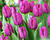 Tulipán jednoduchý raný 'Baby Blue'