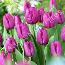 Tulipán jednoduchý raný 'Baby Blue' - Tulipa Single Early 'Baby Blue'