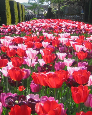 Tulipán Triumph 'Daily News' - Tulipa Triumph 'Daily News'
