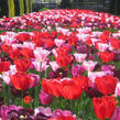 Tulipán Triumph 'Daily News' - Tulipa Triumph 'Daily News'