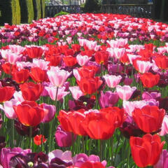 Tulipán Triumph 'Daily News' - Tulipa Triumph 'Daily News'