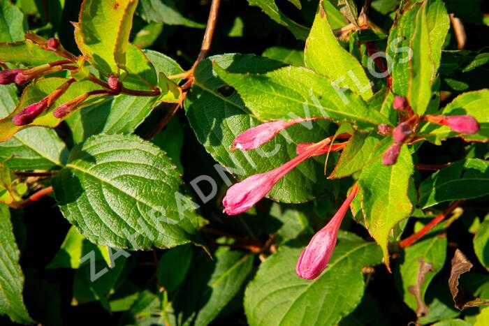 Vajgélie květnatá 'Pink Princess' - Weigela florida 'Pink Princess'