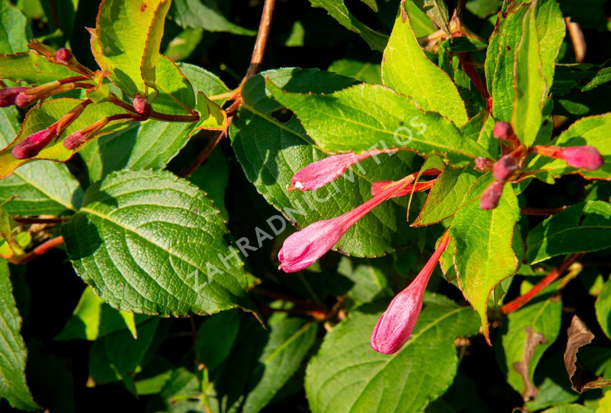 Vajgélie květnatá 'Pink Princess' - Weigela florida 'Pink Princess'