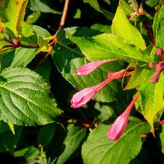 Vajgélie květnatá 'Pink Princess' - Weigela florida 'Pink Princess'