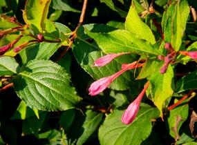 Vajgélie květnatá 'Pink Princess' - Weigela florida 'Pink Princess'