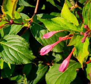 Vajgélie květnatá 'Pink Princess' - Weigela florida 'Pink Princess'