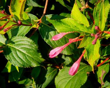 Vajgélie květnatá 'Pink Princess'