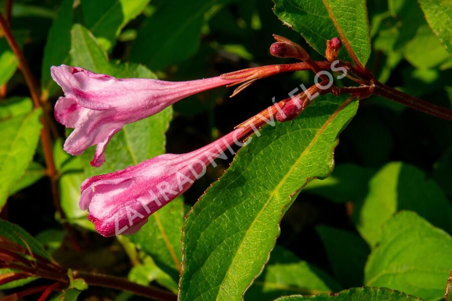 Vajgélie květnatá 'Pink Princess' - Weigela florida 'Pink Princess'