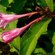 Vajgélie květnatá 'Pink Princess' - Weigela florida 'Pink Princess'