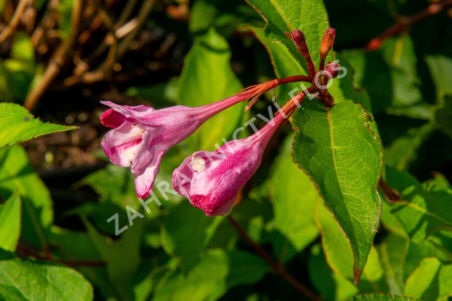 Vajgélie květnatá 'Pink Princess' - Weigela florida 'Pink Princess'