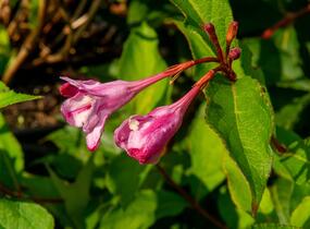 Vajgélie květnatá 'Pink Princess' - Weigela florida 'Pink Princess'