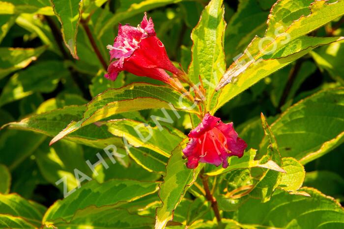Vajgélie květnatá 'Moulin Rouge' - Weigela florida 'Moulin Rouge'