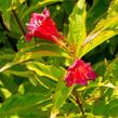 Vajgélie květnatá 'Moulin Rouge' - Weigela florida 'Moulin Rouge'