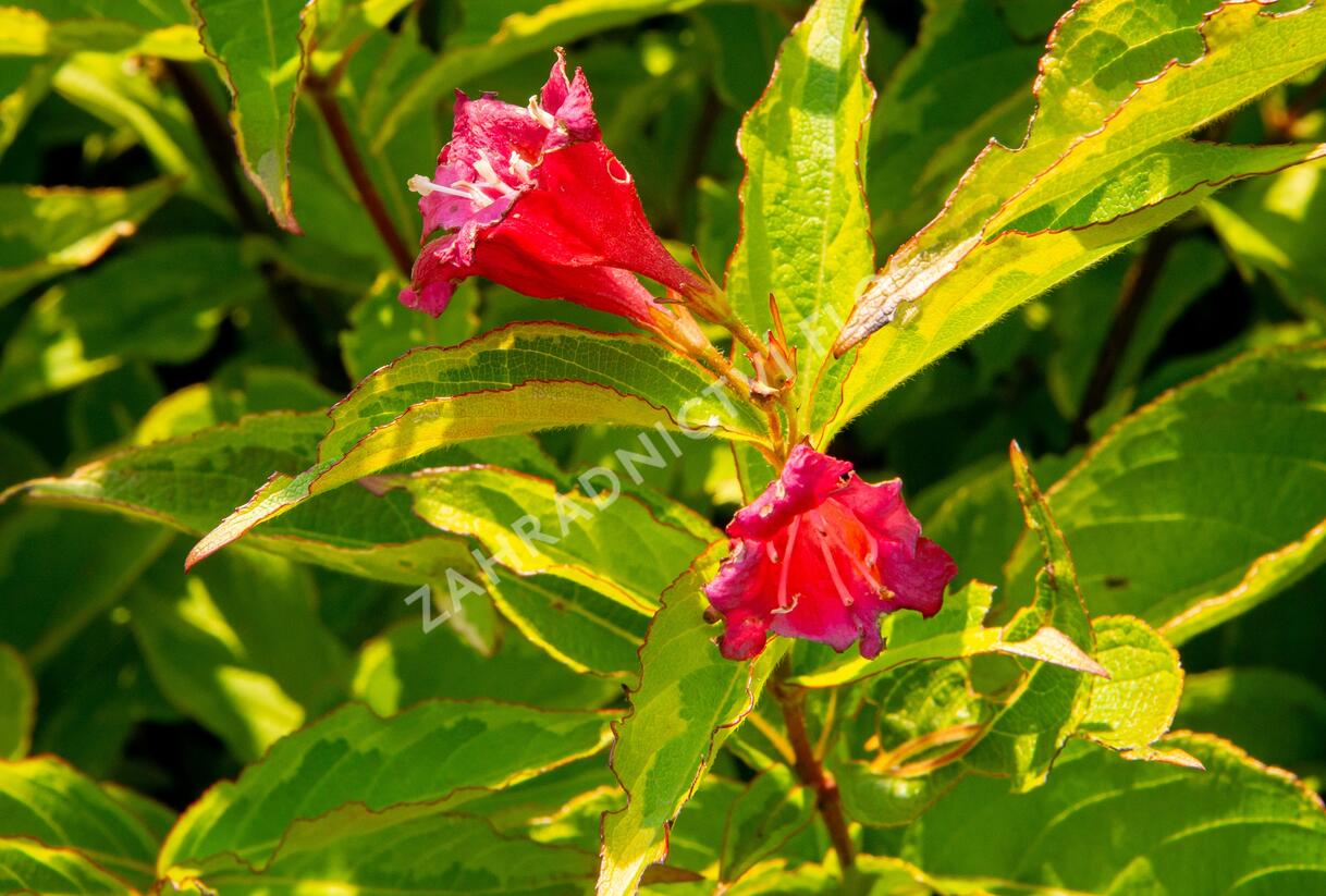 Vajgélie květnatá 'Moulin Rouge' - Weigela florida 'Moulin Rouge'