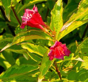 Vajgélie květnatá 'Moulin Rouge' - Weigela florida 'Moulin Rouge'