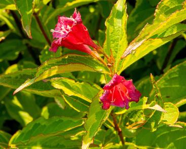 Vajgélie květnatá 'Moulin Rouge'