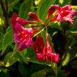 Vajgélie květnatá 'Moulin Rouge' - Weigela florida 'Moulin Rouge'