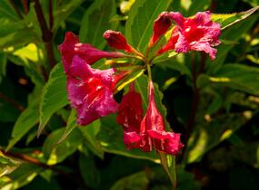 Vajgélie květnatá 'Moulin Rouge' - Weigela florida 'Moulin Rouge'