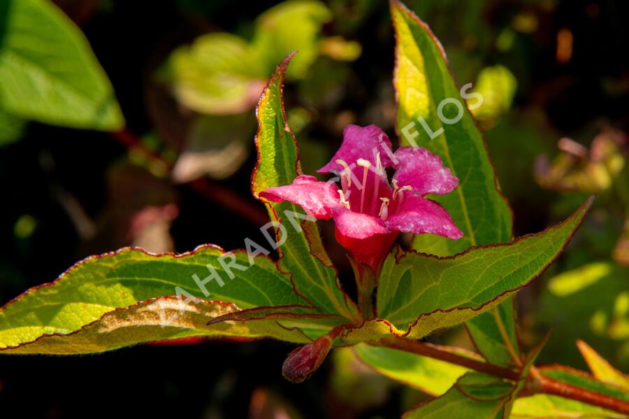 Vajgélie květnatá 'Moulin Rouge' - Weigela florida 'Moulin Rouge'