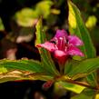 Vajgélie květnatá 'Moulin Rouge' - Weigela florida 'Moulin Rouge'