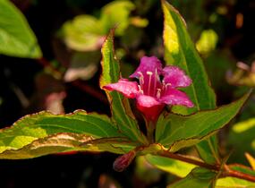 Vajgélie květnatá 'Moulin Rouge' - Weigela florida 'Moulin Rouge'