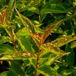 Vajgélie květnatá 'Moulin Rouge' - Weigela florida 'Moulin Rouge'