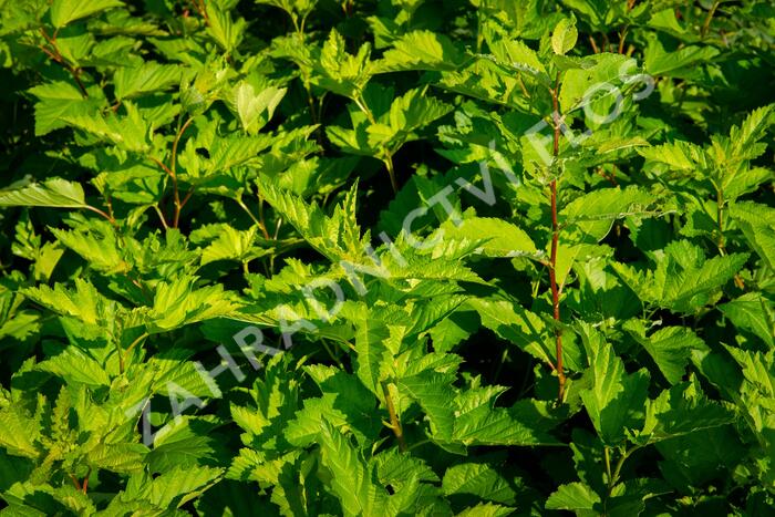 Tavola kalinolistá - Physocarpus opulifolius