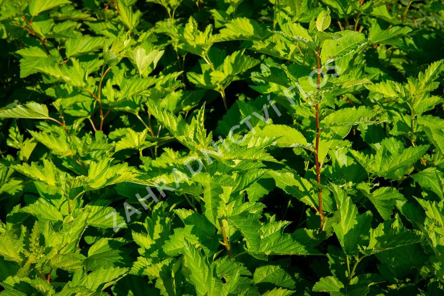 Tavola kalinolistá - Physocarpus opulifolius