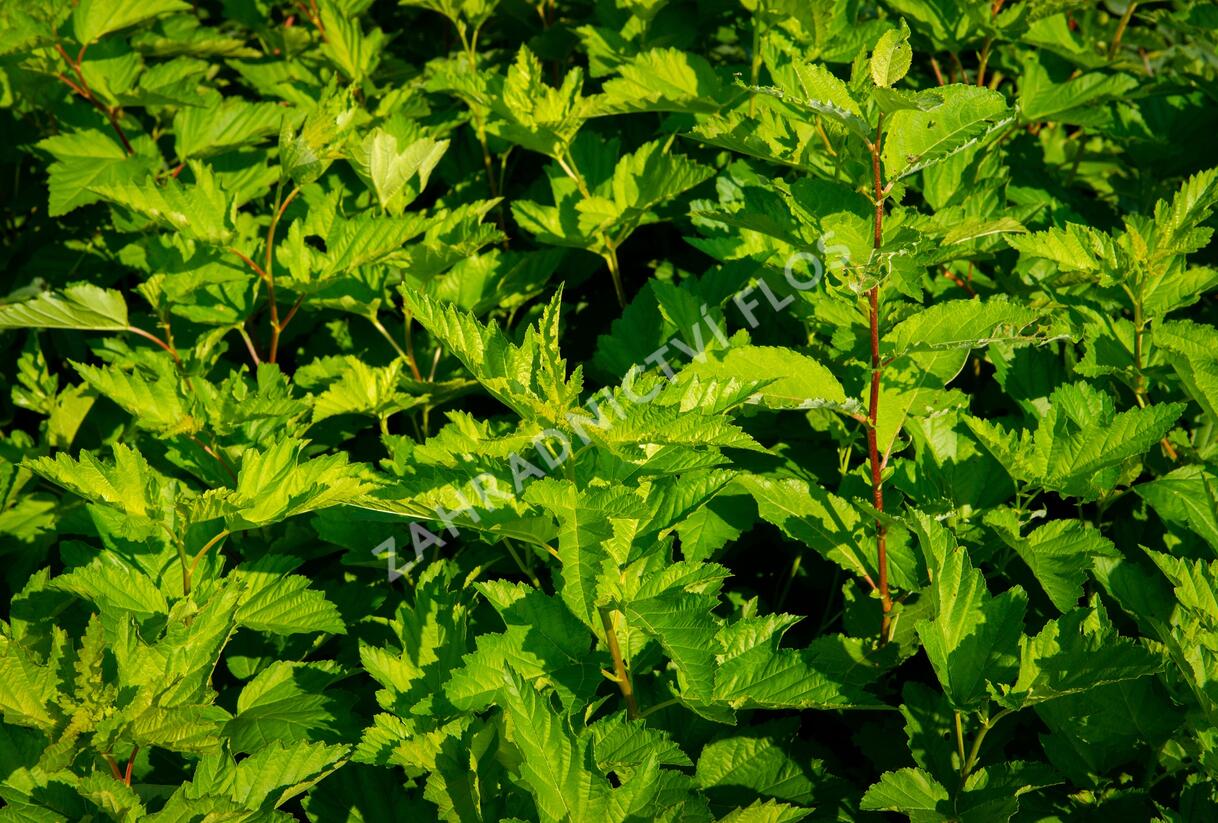 Tavola kalinolistá - Physocarpus opulifolius