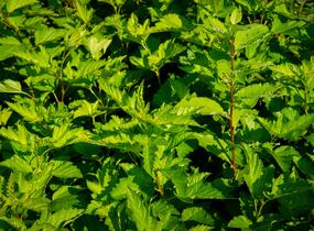 Tavola kalinolistá - Physocarpus opulifolius